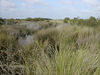 To Canaveral Marshes trail photos